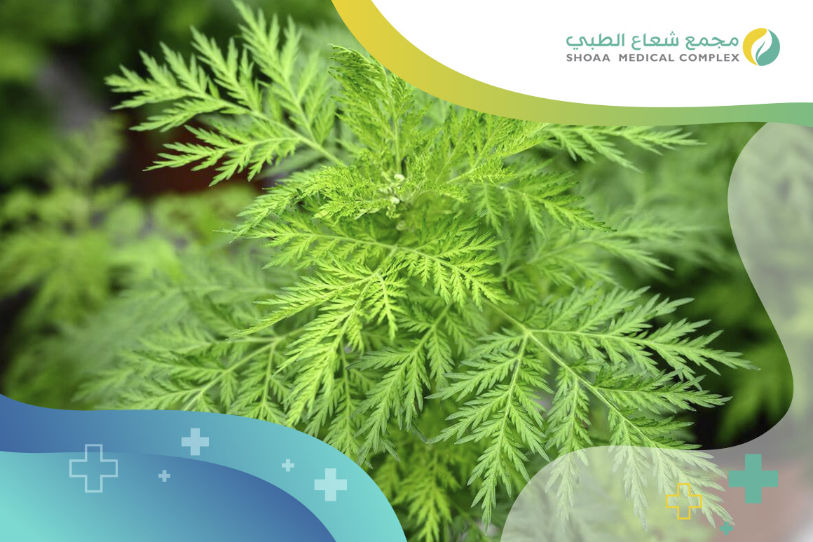 الدور-الوقائي-للجعدة-في-منع-تكون-الحصى-الصفراوية.jpg